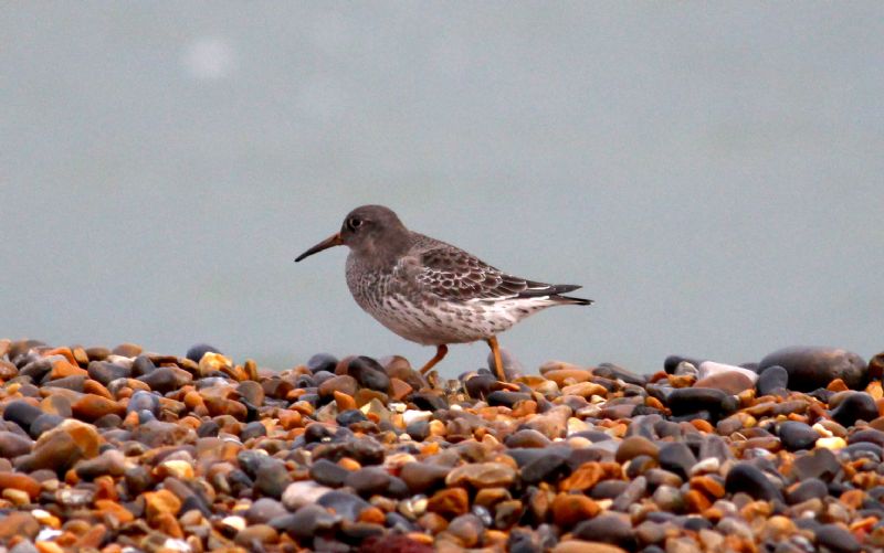 Purple Sandpiper - 30-10-2015