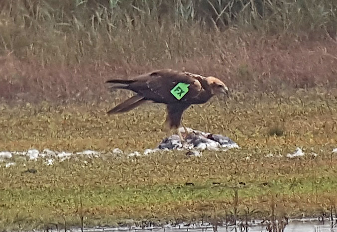 Marsh Harrier - 31-10-2015