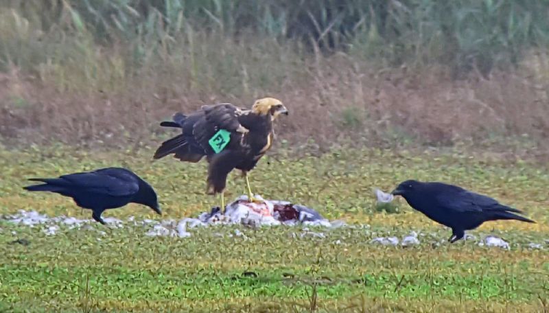 Marsh Harrier - 31-10-2015