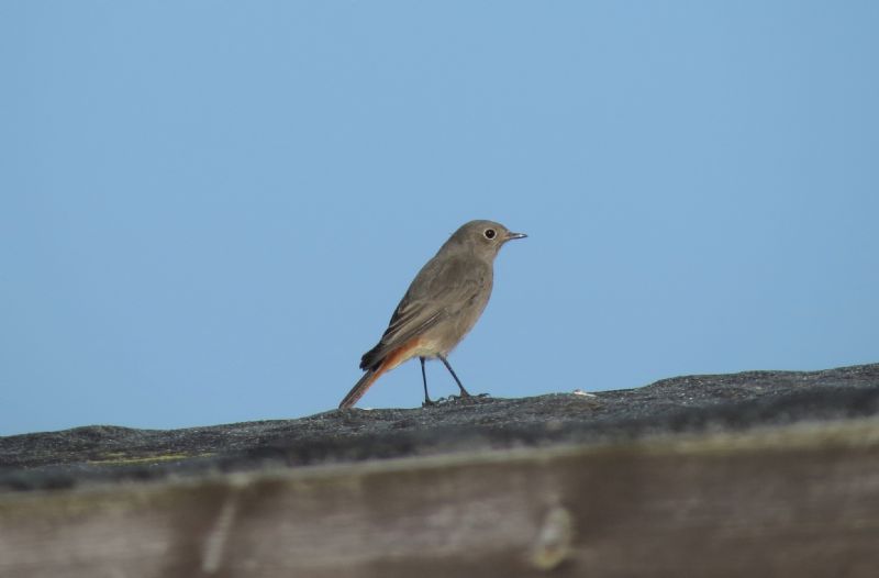 Black Redstart - 01-11-2015