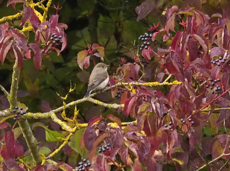 Red-breasted Flycatcher - 14-10-2015