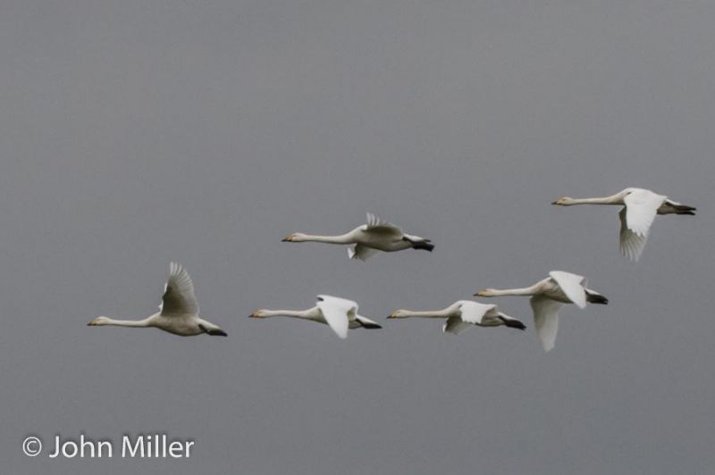 Whooper Swan - 16-11-2015