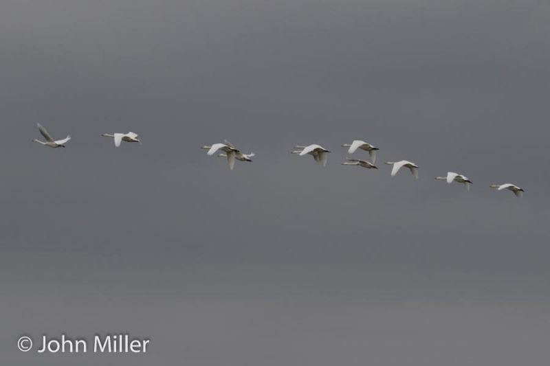 Whooper Swan - 16-11-2015