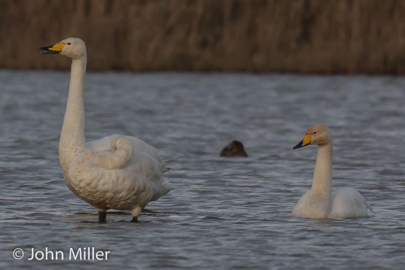 Whooper Swan - 16-11-2015