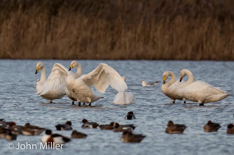 Whooper Swan - 16-11-2015