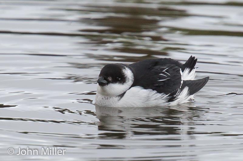 Little Auk - 22-11-2015