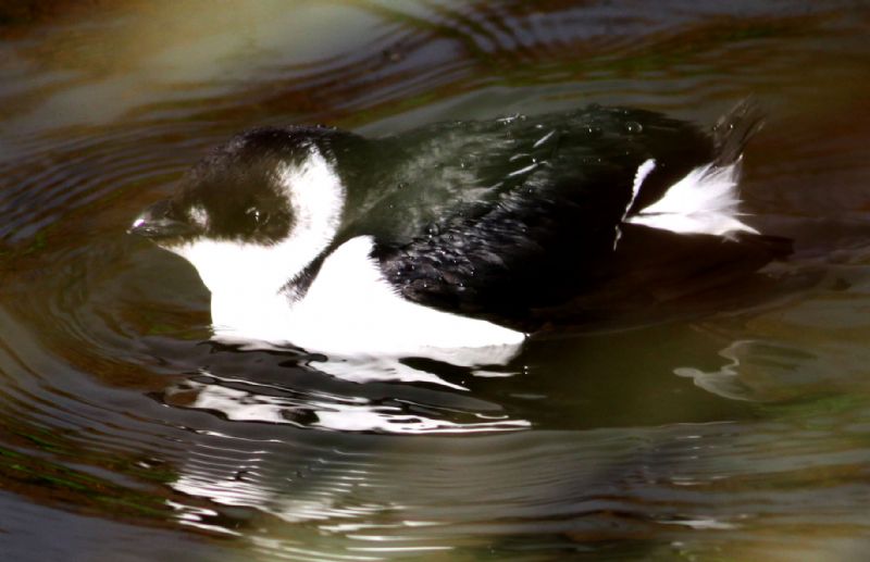 Little Auk - 22-11-2015