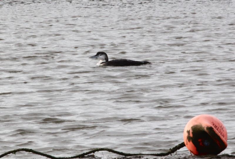 Great Northern Diver - 01-12-2015