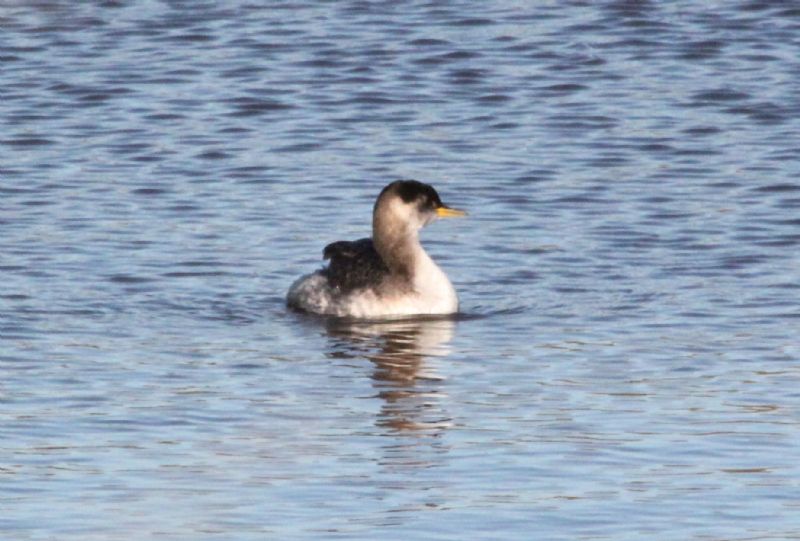 Red-necked Grebe - 02-12-2015