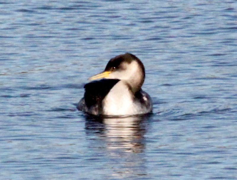 Red-necked Grebe - 02-12-2015