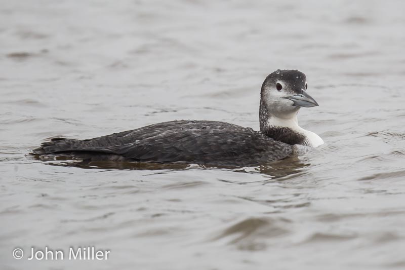 Great Northern Diver - 03-12-2015