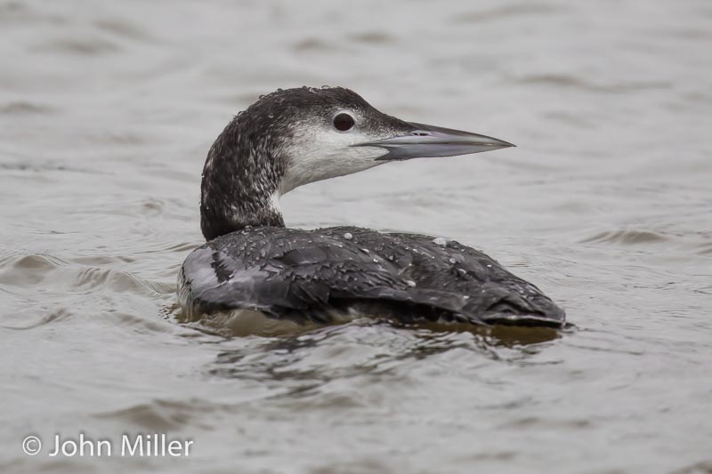 Great Northern Diver - 03-12-2015