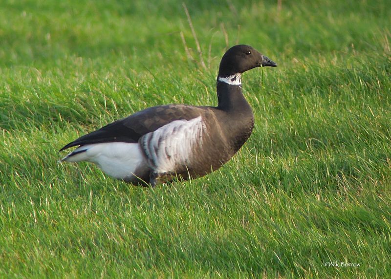 Black Brant - 11-12-2015