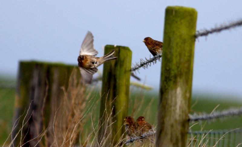 Twite - 16-12-2015