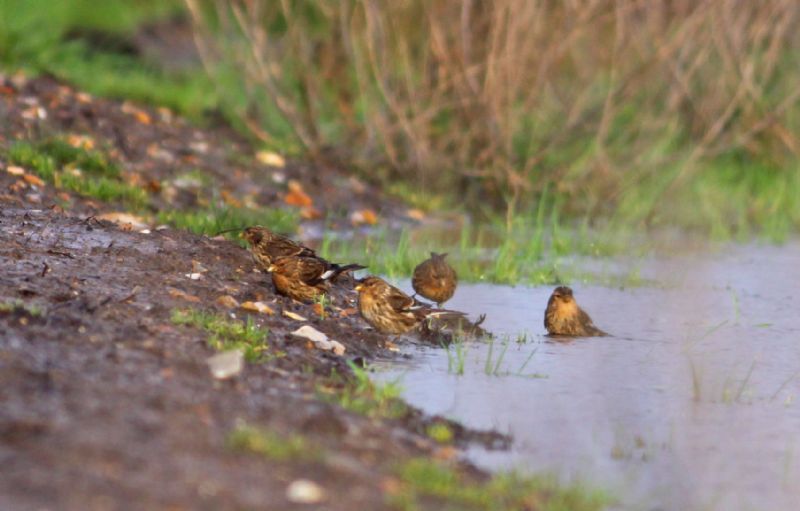 Twite - 16-12-2015