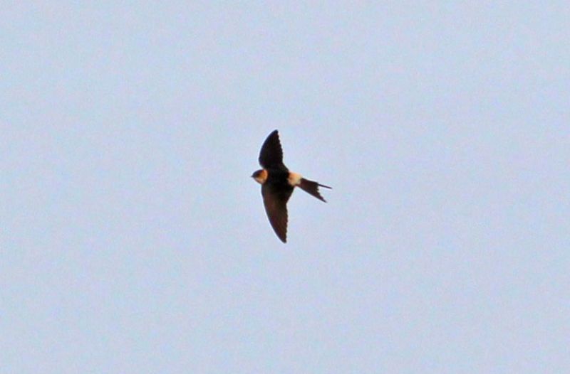 Red-rumped Swallow - 18-12-2015