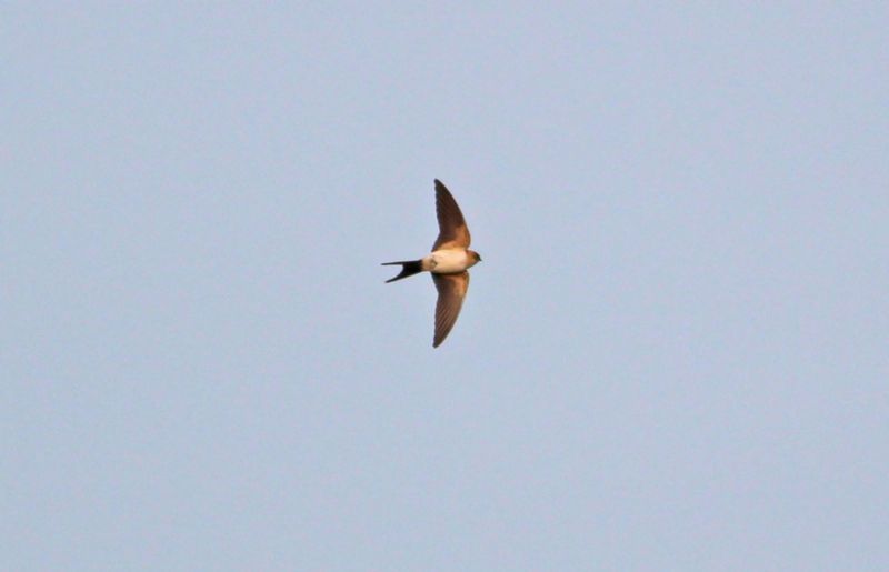 Red-rumped Swallow - 18-12-2015