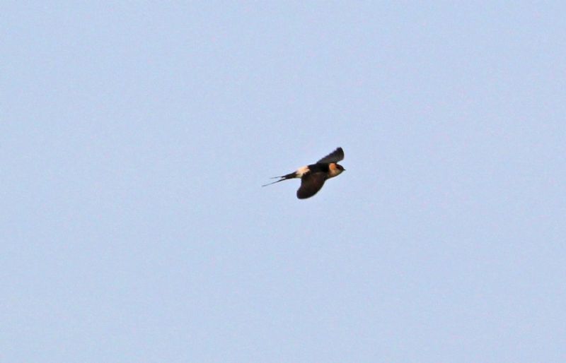 Red-rumped Swallow - 18-12-2015