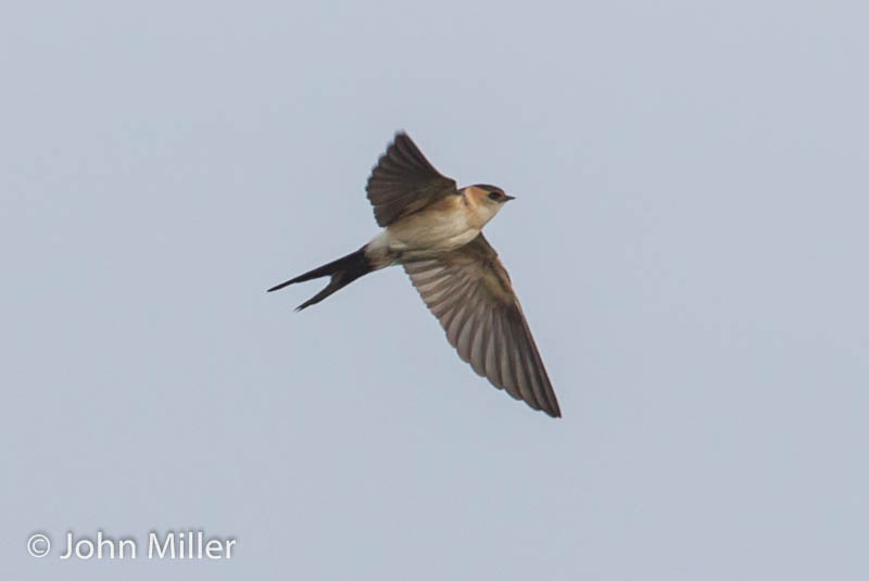 Red-rumped Swallow - 18-12-2015