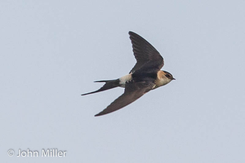 Red-rumped Swallow - 18-12-2015