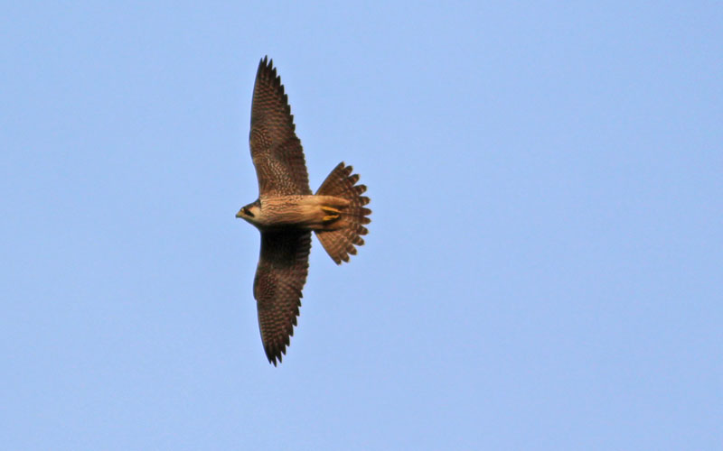 Peregrine - 18-12-2015