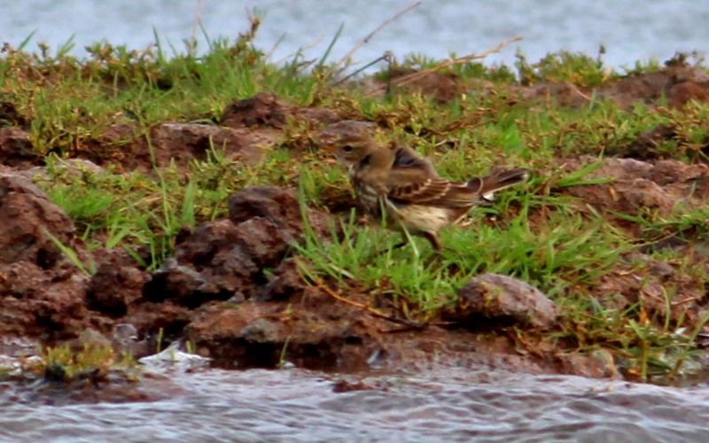 Water Pipit - 10-11-2015