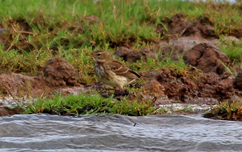 Water Pipit - 10-11-2015