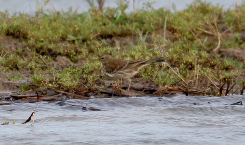 Water Pipit - 10-11-2015