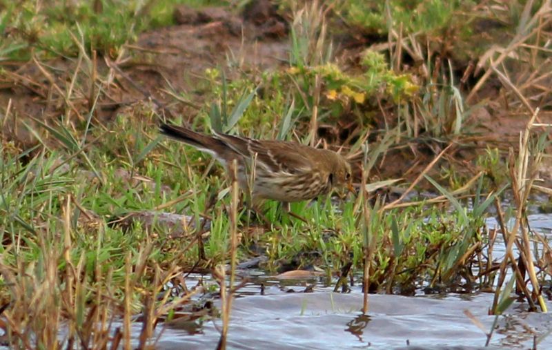 Water Pipit - 10-11-2015