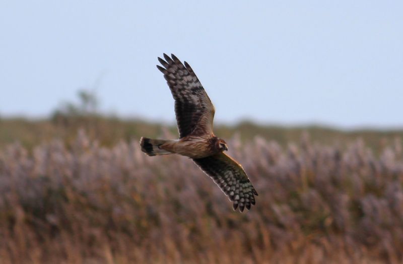 Hen Harrier - 10-11-2015