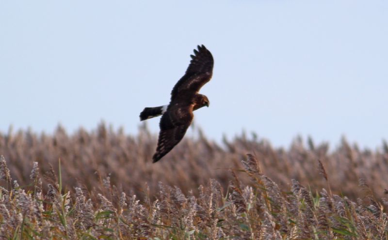 Hen Harrier - 10-11-2015