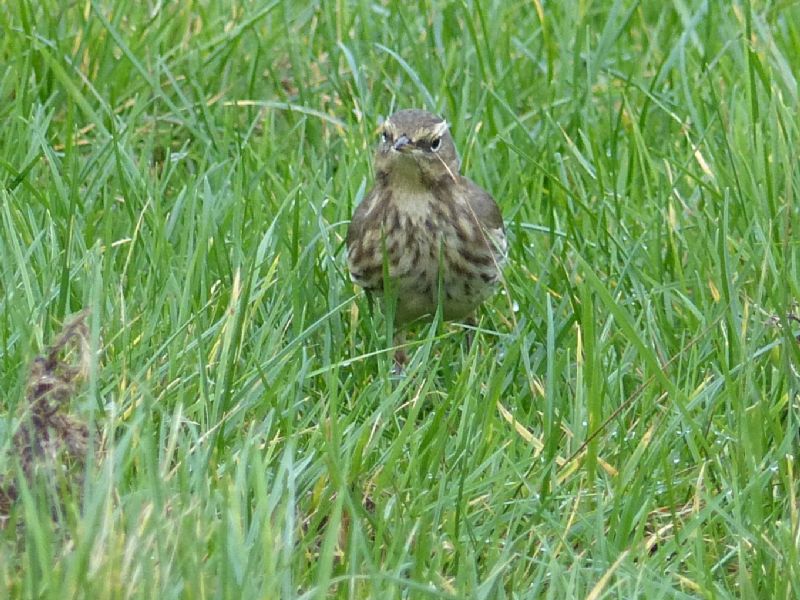 Water Pipit - 16-12-2015