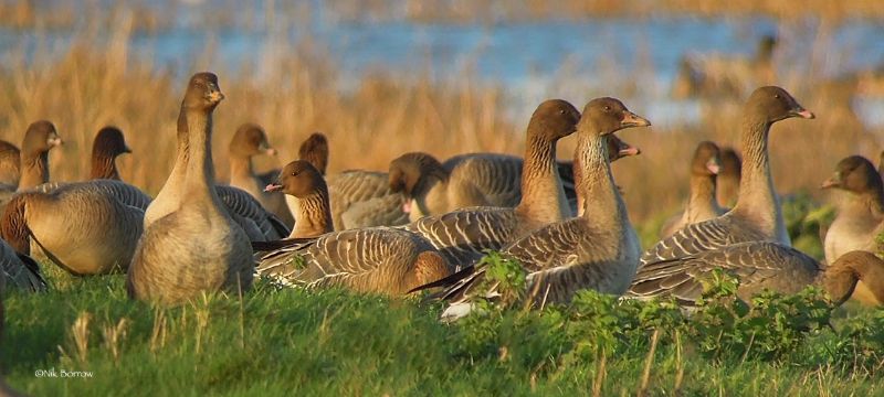 Tundra Bean Goose - 31-12-2015