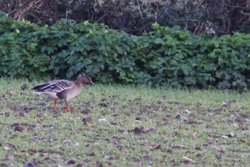 Tundra Bean Goose - 04-01-2016