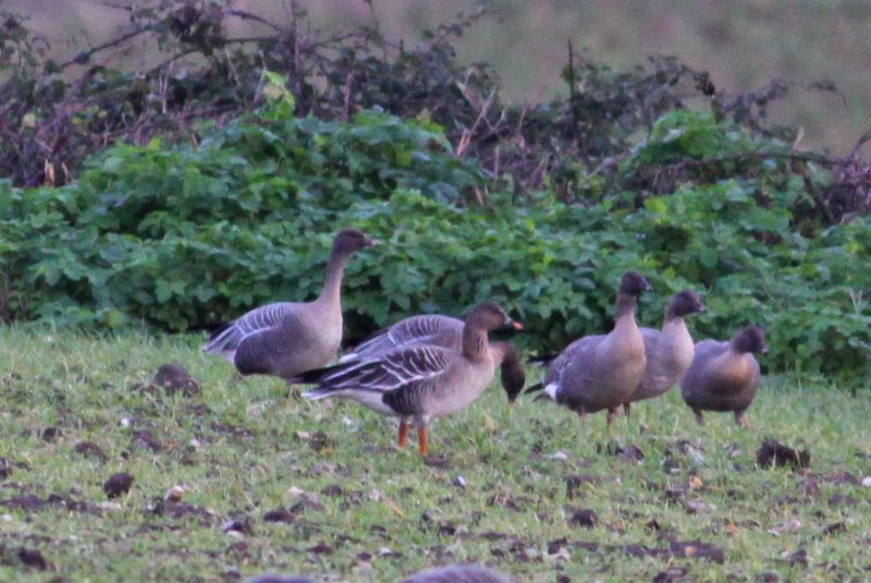 Tundra Bean Goose - 04-01-2016