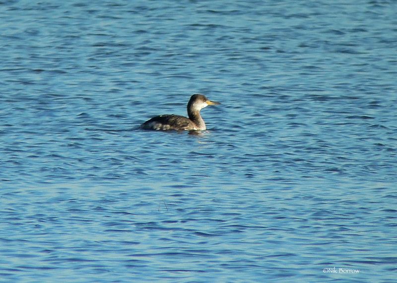 Red-necked Grebe - 17-01-2016