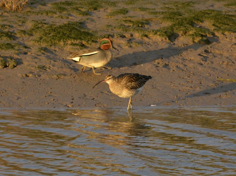 Whimbrel - 20-01-2016