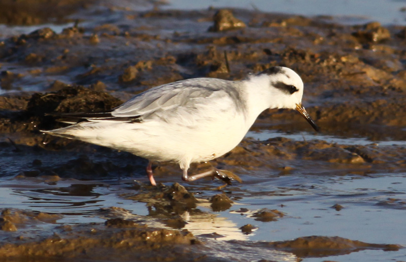 Grey Phalarope - 21-01-2016