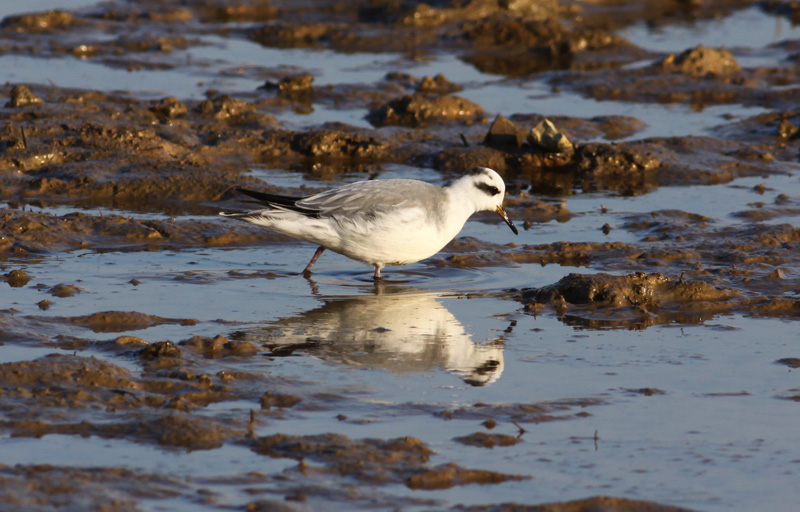 Grey Phalarope - 21-01-2016