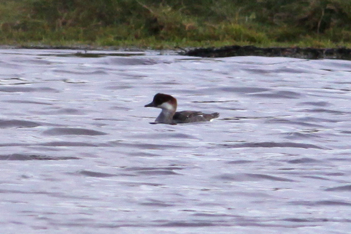 Smew - 23-01-2016