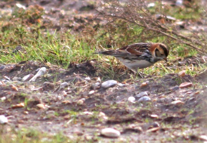 Lapland Bunting - 09-02-2016