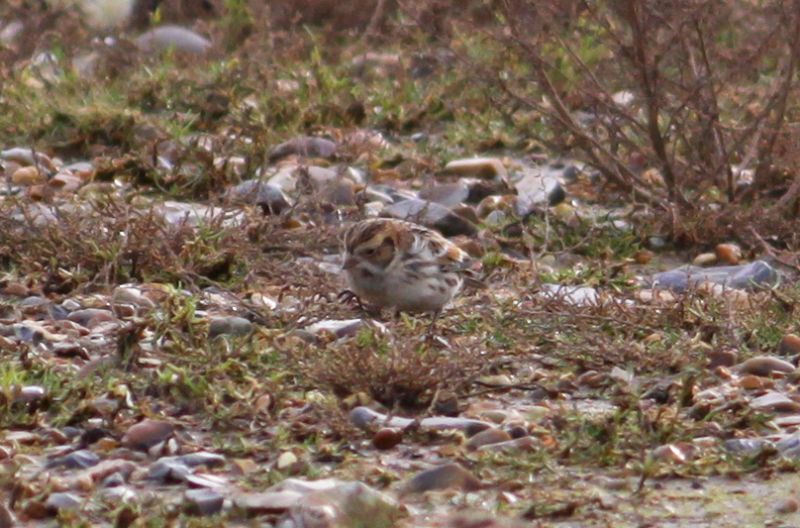 Lapland Bunting - 09-02-2016