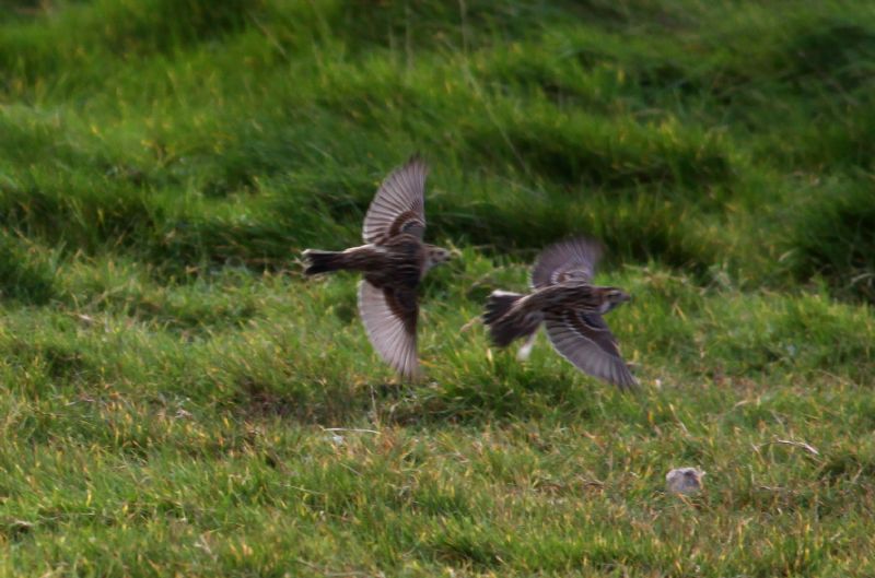 Lapland Bunting - 09-02-2016