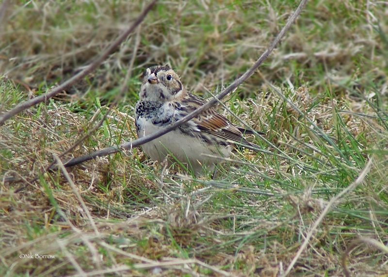 Lapland Bunting - 13-02-2016