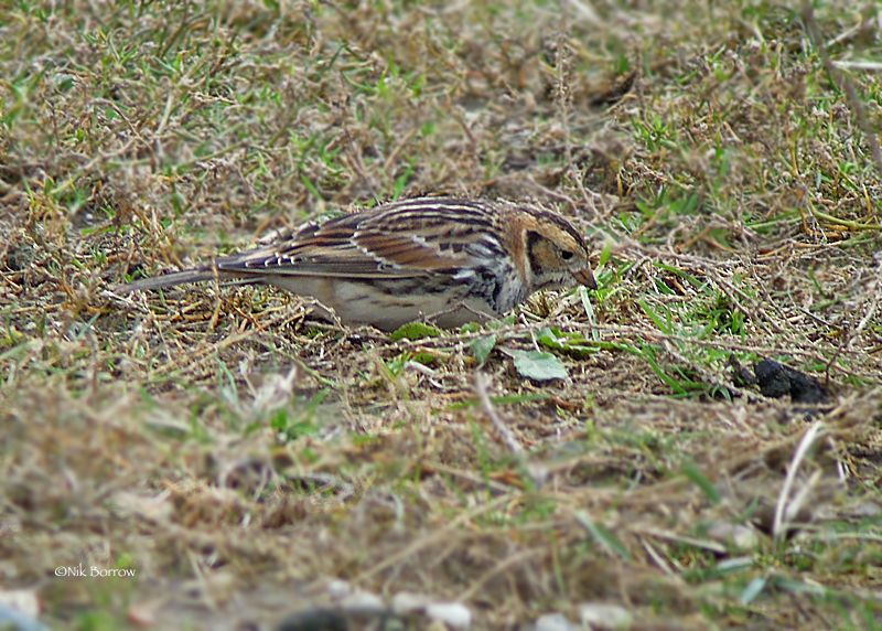 Lapland Bunting - 13-02-2016