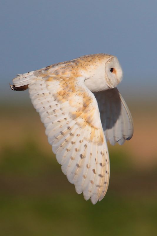 Barn Owl - 19-02-2016