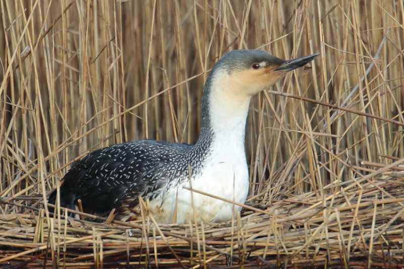 Red-throated Diver - 19-02-2016