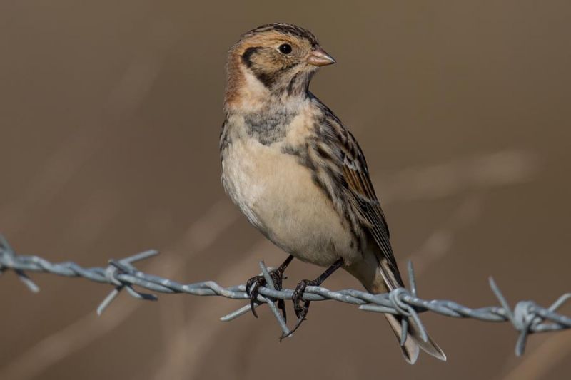 Lapland Bunting - 24-02-2016