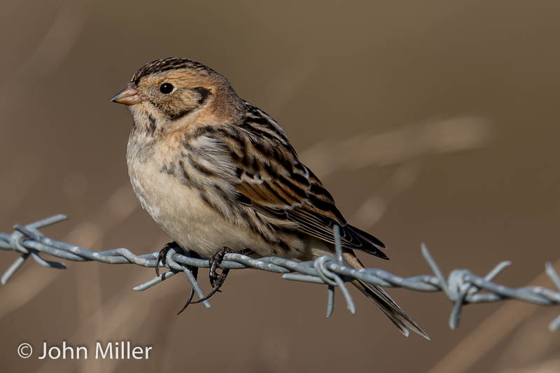 Lapland Bunting - 24-02-2016