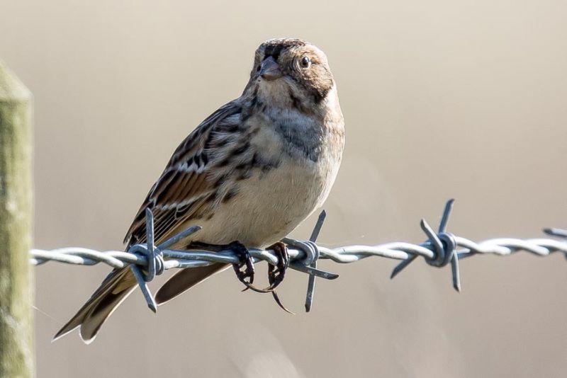 Lapland Bunting - 24-02-2016